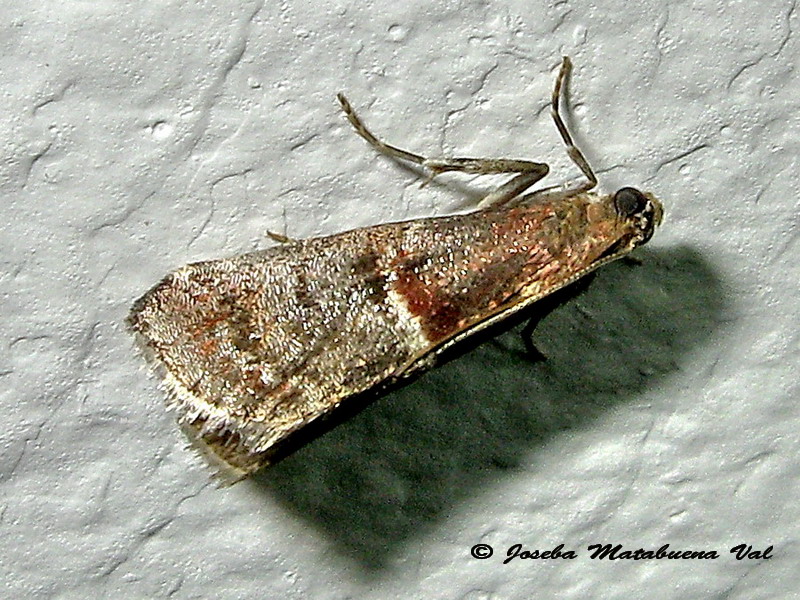 Acrobasis marmorea - Pyralidae